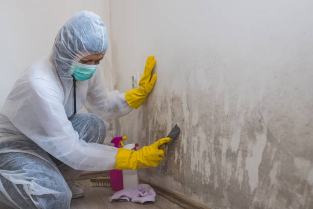 Attic Mold Removal in Sussex, NJ