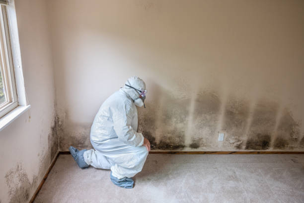Best Home Mold Removal  in Sussex, NJ